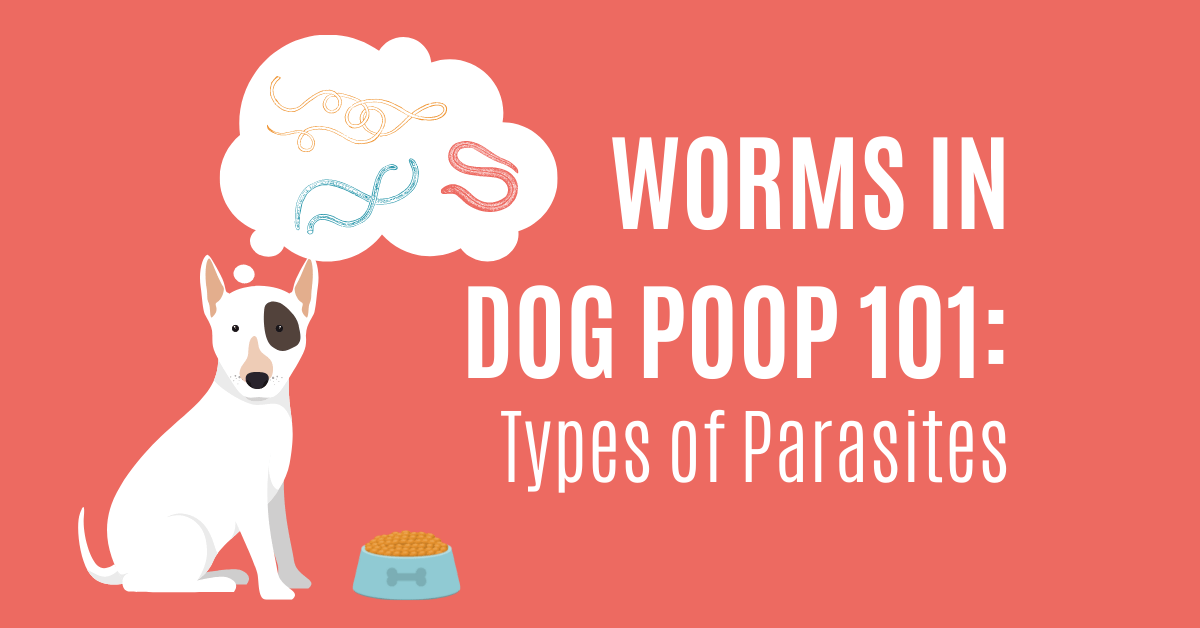 What It Means If You Find Worms in Your Dogs Poop-WildCreaturey