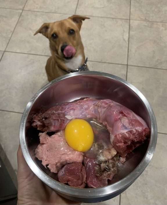 What Parts of a Turkey Can I Feed My Dog?-WildCreaturey