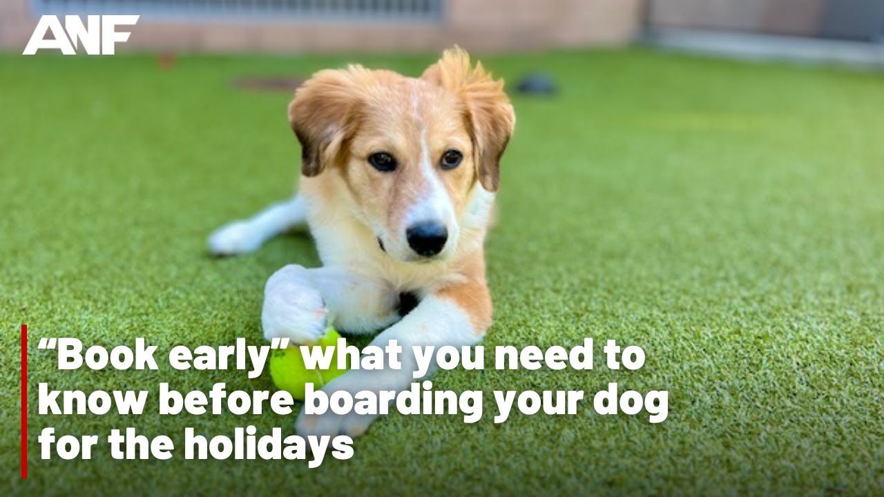 What You Need to Know About Boarding Your Dog-WildCreaturey