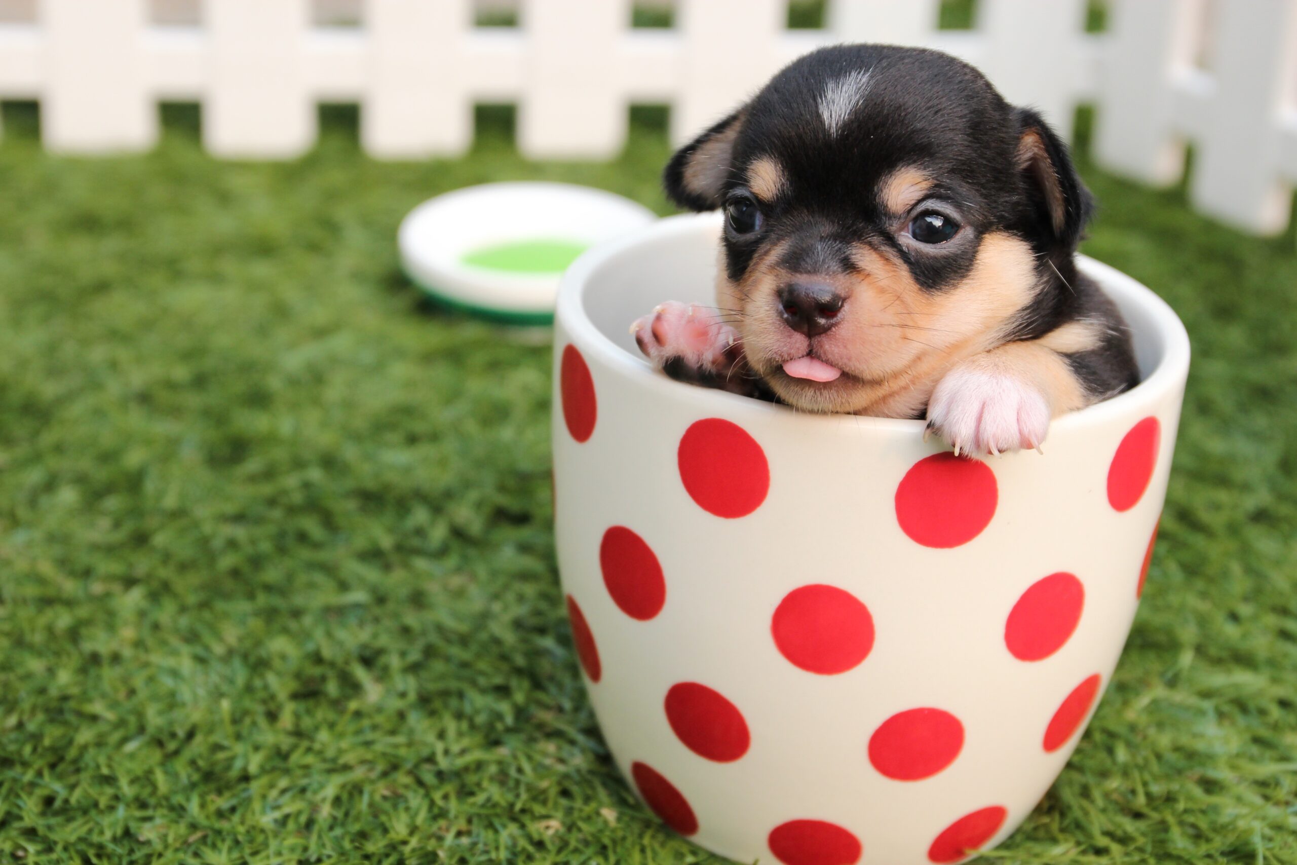 What You Need to Know About Teacup Dogs-WildCreaturey