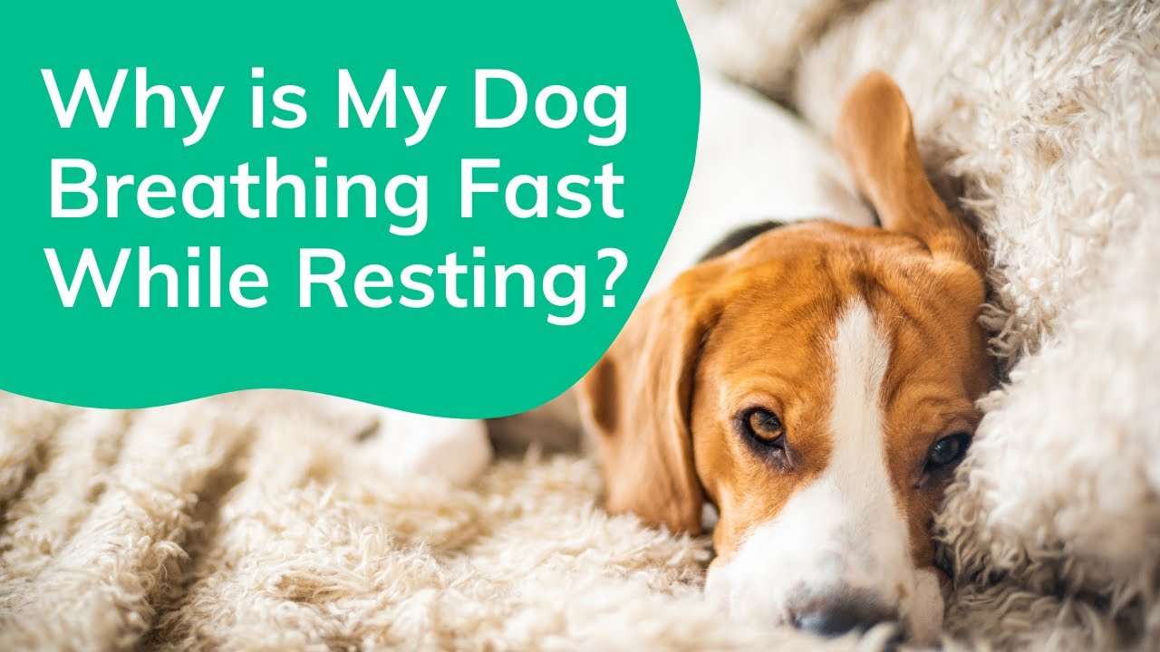 What to Do If Your Dog is Breathing Fast-WildCreaturey