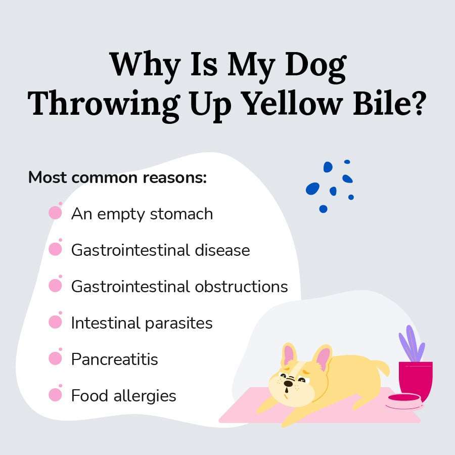 What to Do if Your Dog Is Throwing Up Yellow Bile-WildCreaturey