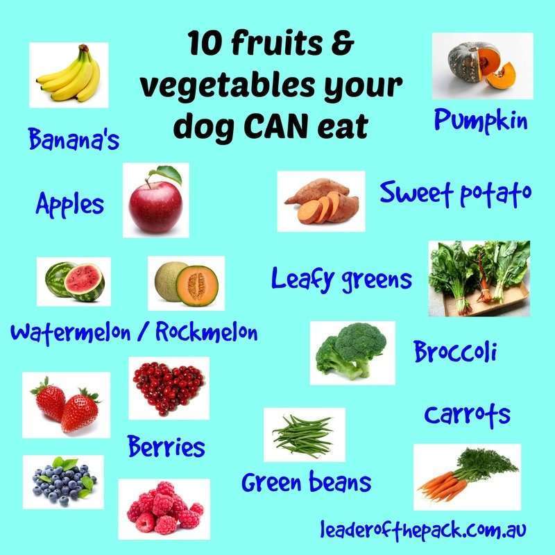 Which Vegetables Can Dogs Eat?-WildCreaturey