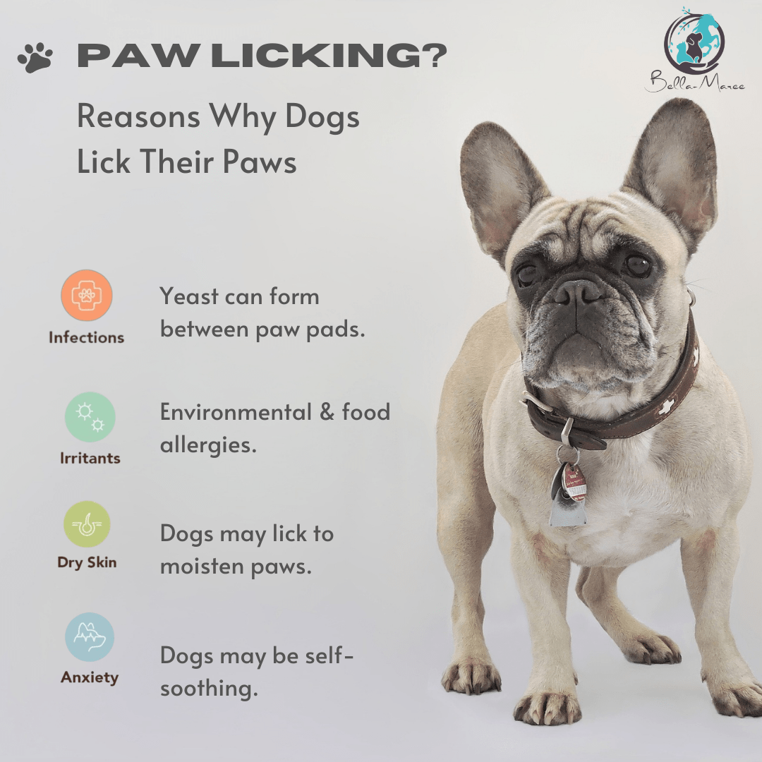 Why Do Dogs Lick Their Paws?-WildCreaturey