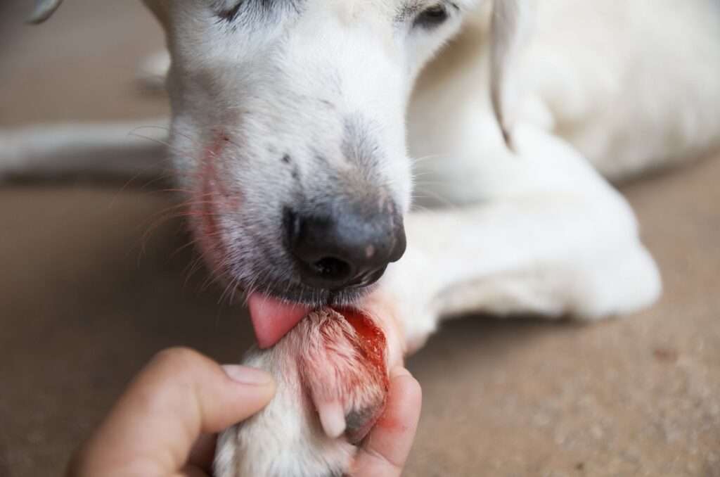 Why Do Dogs Lick Their Wounds?-WildCreaturey