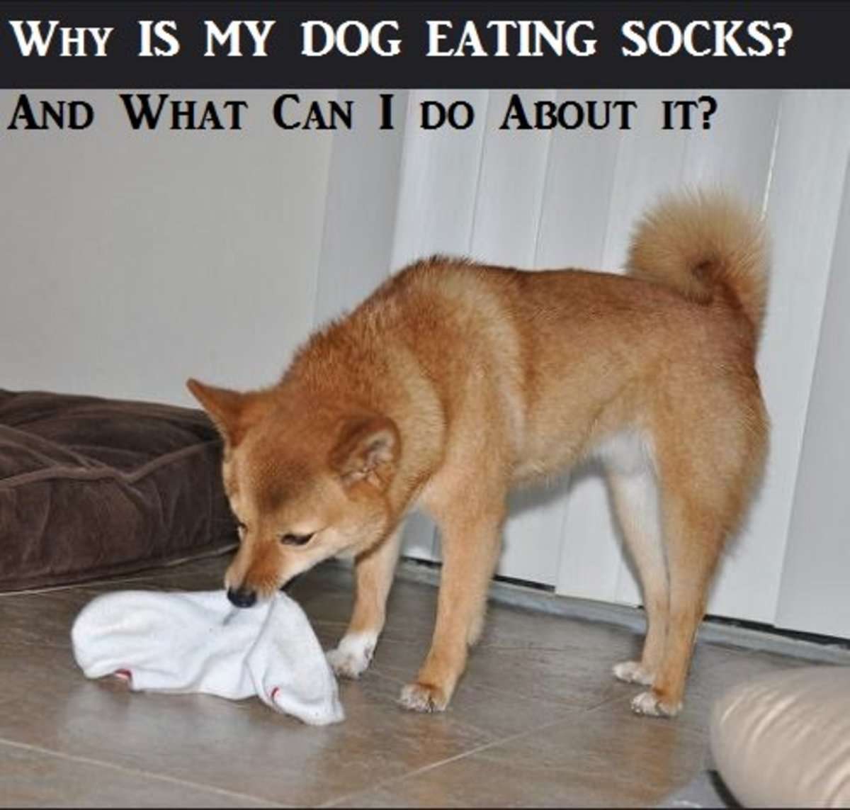 Why Does My Dog Eat My Socks?-WildCreaturey