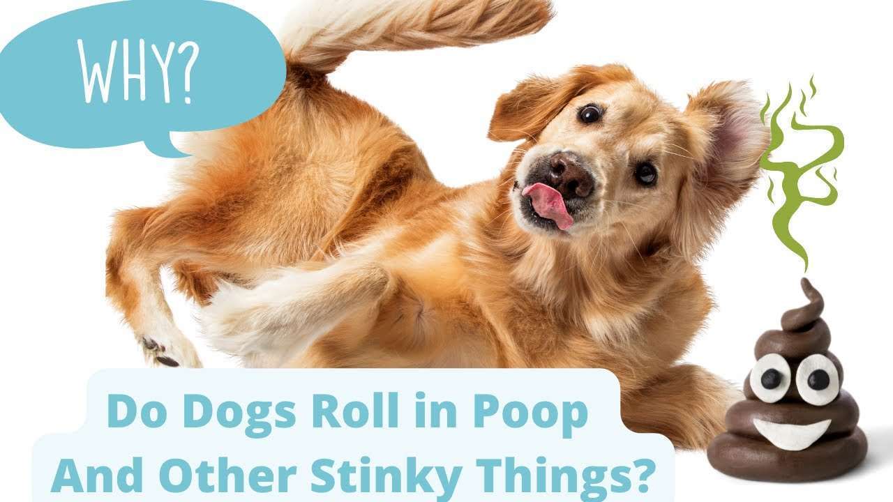 Why Dogs Roll In Poop and Other Stinky Things-WildCreaturey
