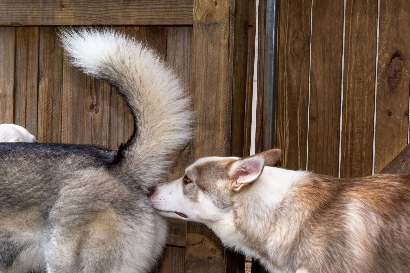 Why Dogs Sniff Each Others Butts-WildCreaturey