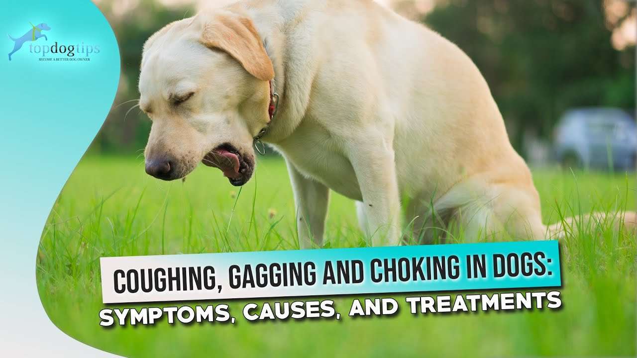 Why Is My Dog Coughing and Gagging?-WildCreaturey