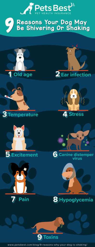 Why Is My Dog Shaking? 6 Potential Reasons-WildCreaturey