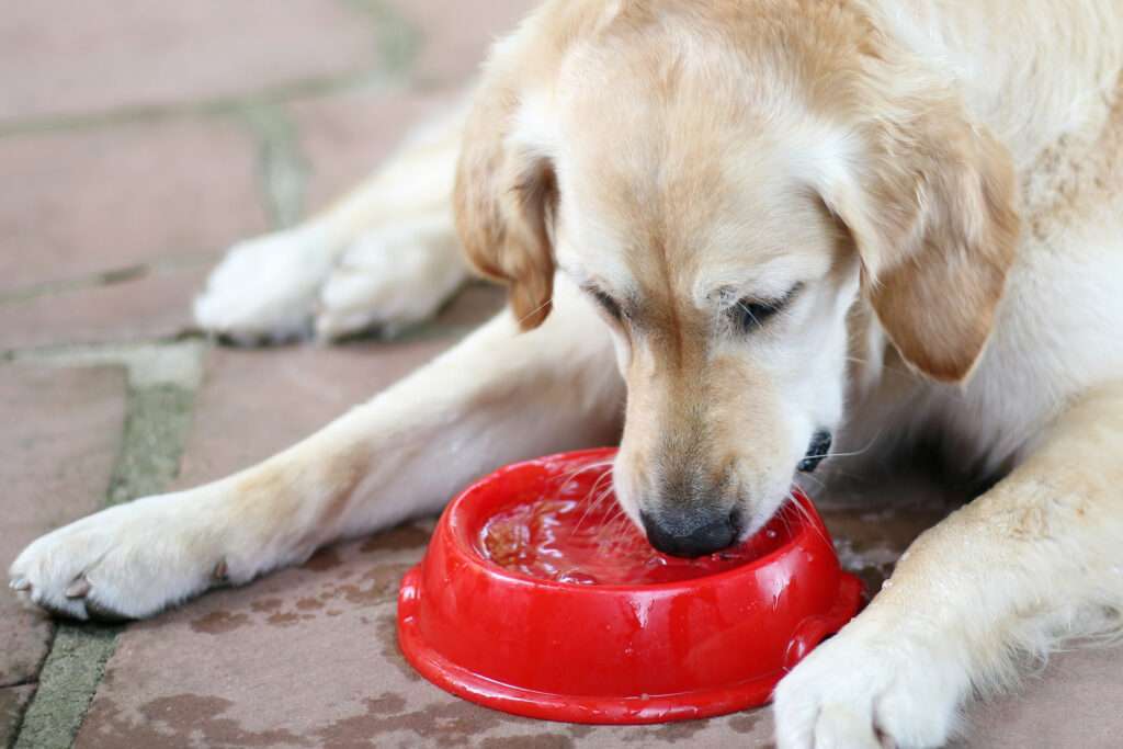 Why Is My Senior Dog Drinking a Lot of Water?-WildCreaturey