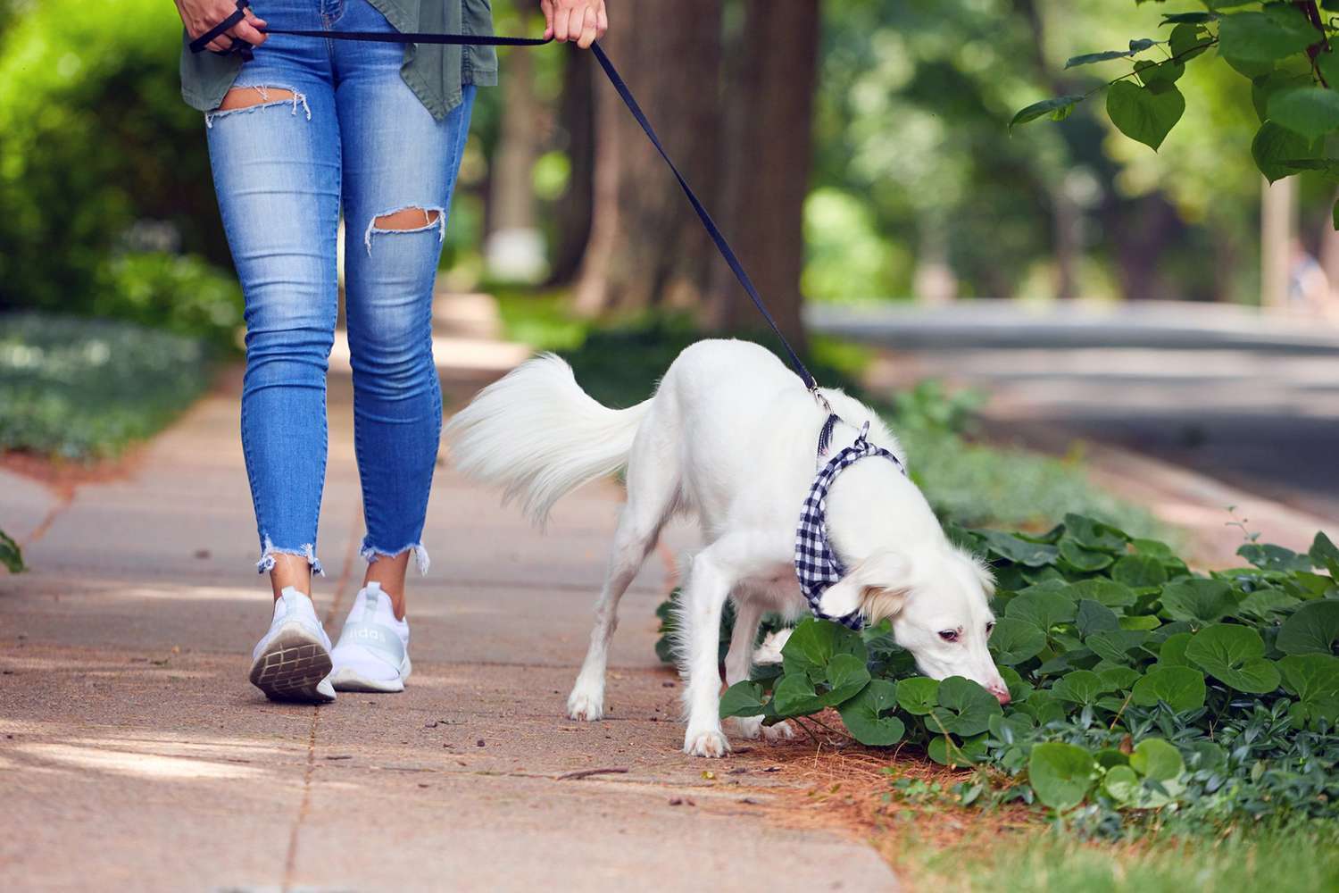 Why You Should Let Your Dog Sniff on Their Walk-WildCreaturey