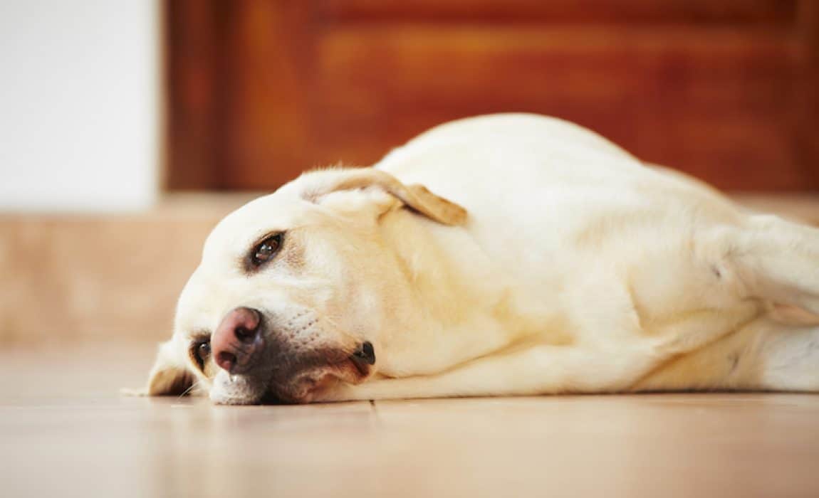 Why Your Dog Is Bored and How to Stop It-WildCreaturey