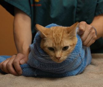 Wrap and Roll: The Safe Way to Burrito Your Cat