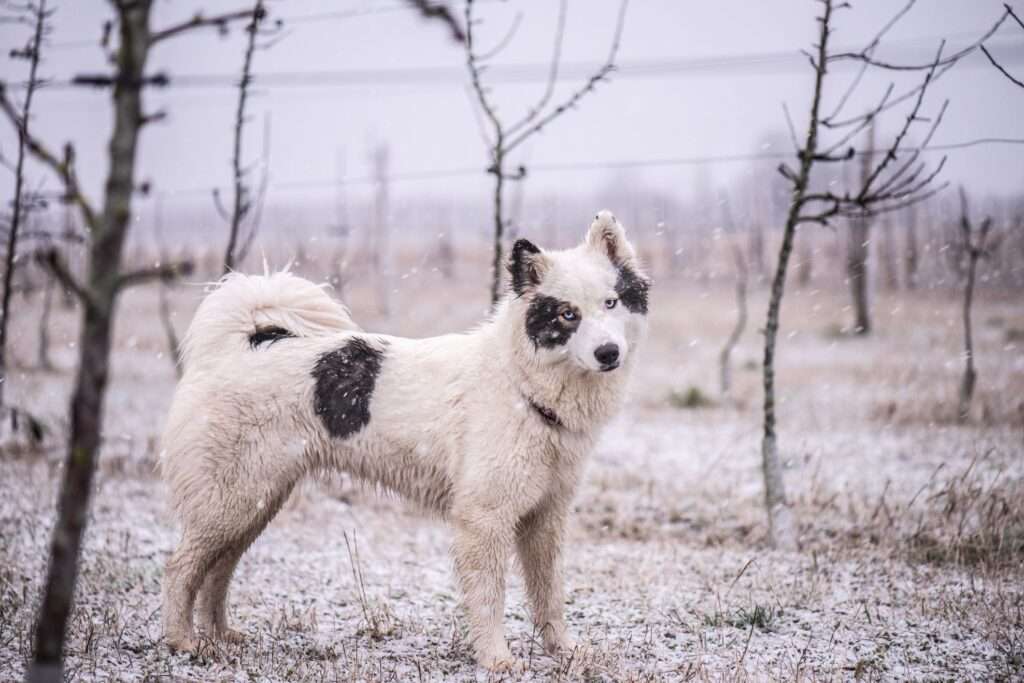 Yakutian Laika: Dog Breed Characteristics & Care-WildCreaturey
