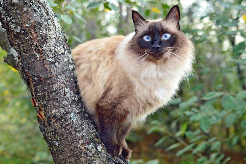 Balinese Beauty: The Long-Haired Siamese Cat Breed Unveiled