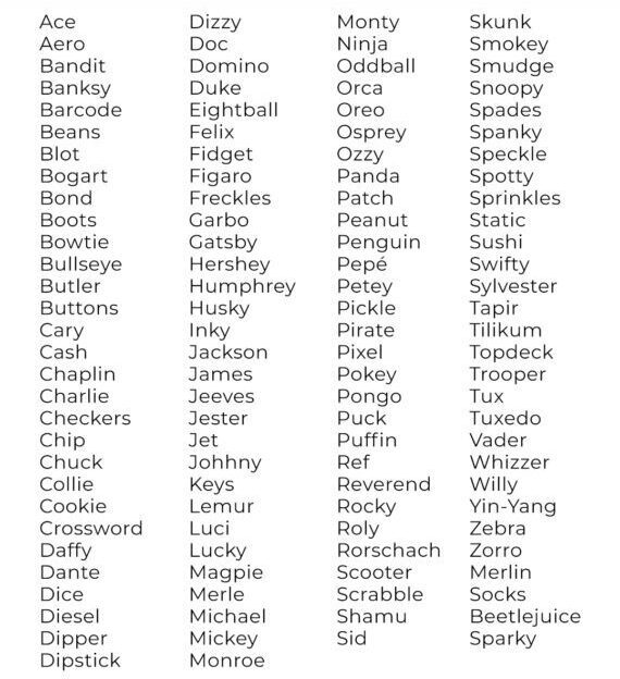 100+ Names for Black-and-White Cats