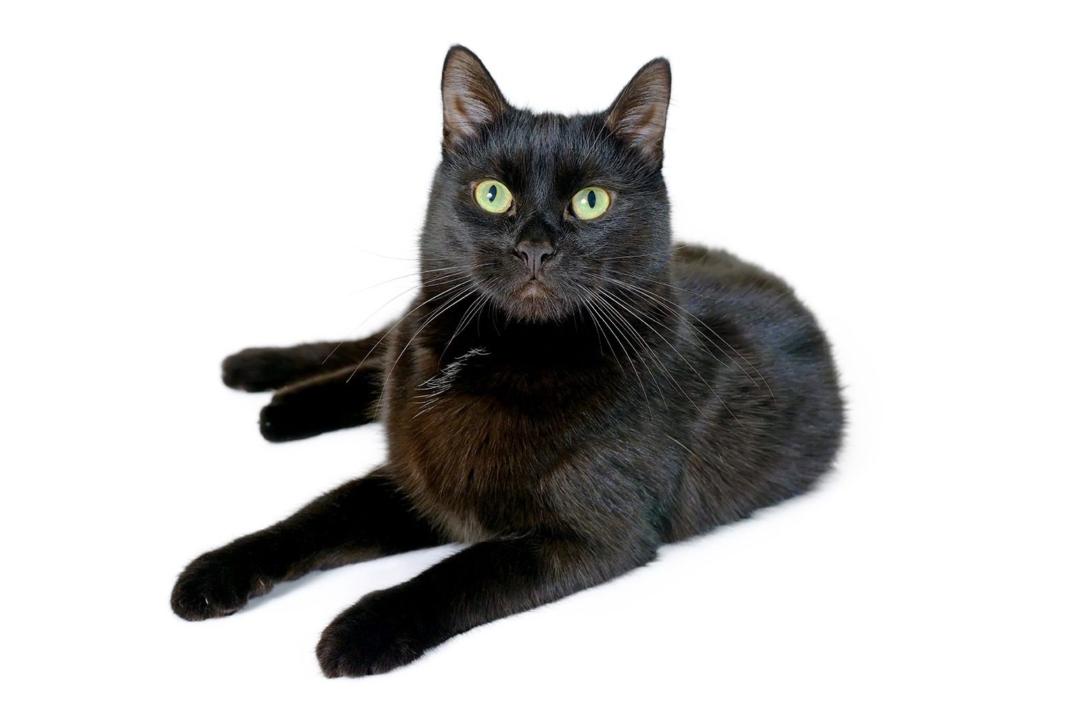 Black Magic: Pawsitively Cool Facts About Black Cats