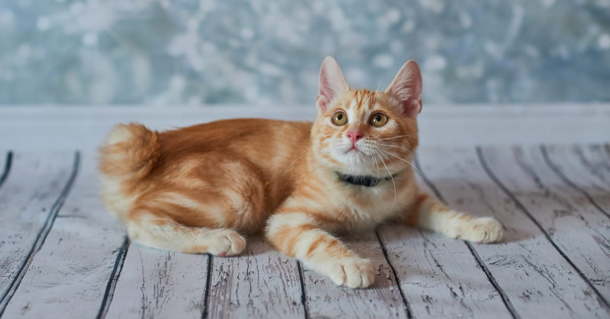 Hidden Gems: Cat Breeds That Are Rare Yet Adorable