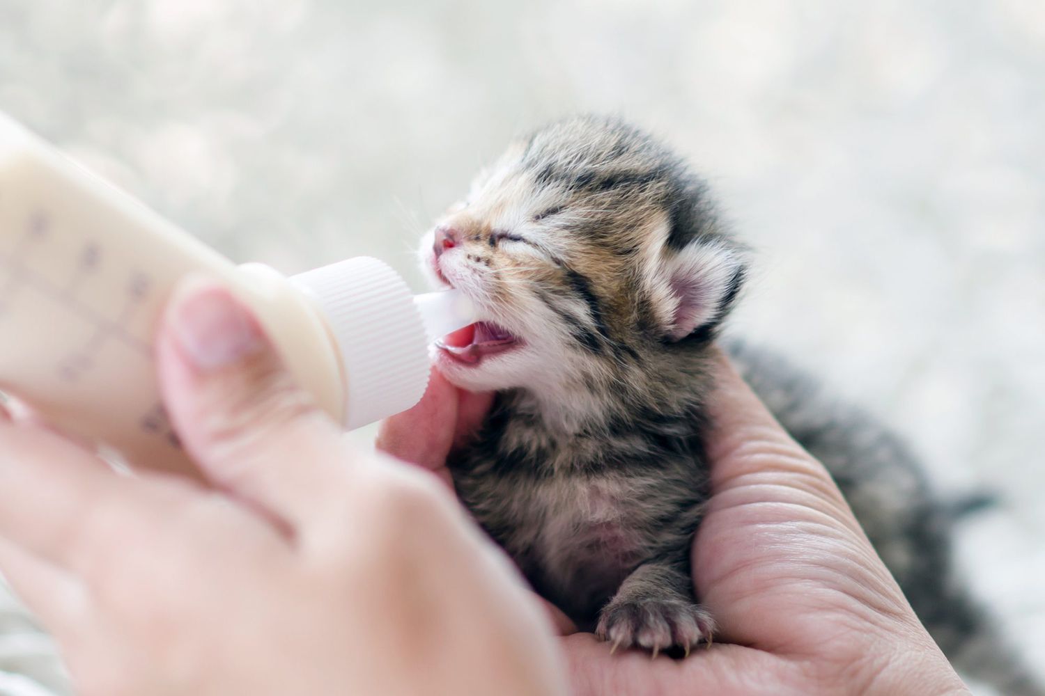 Raising Newborn Kittens