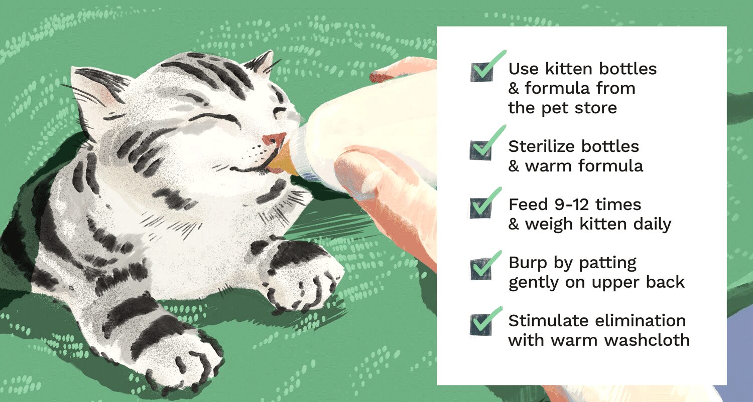 How to Bottle Feed Your Newborn Kittens