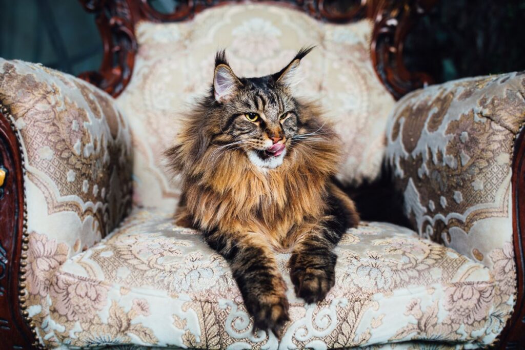 Maine Coon Magic: Unraveling the Cat Breed's Characteristics & Care