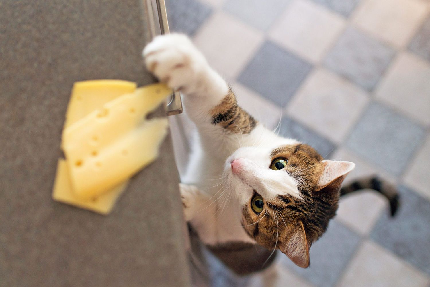 Cheese Cravings: Can Cats Join the Fun?