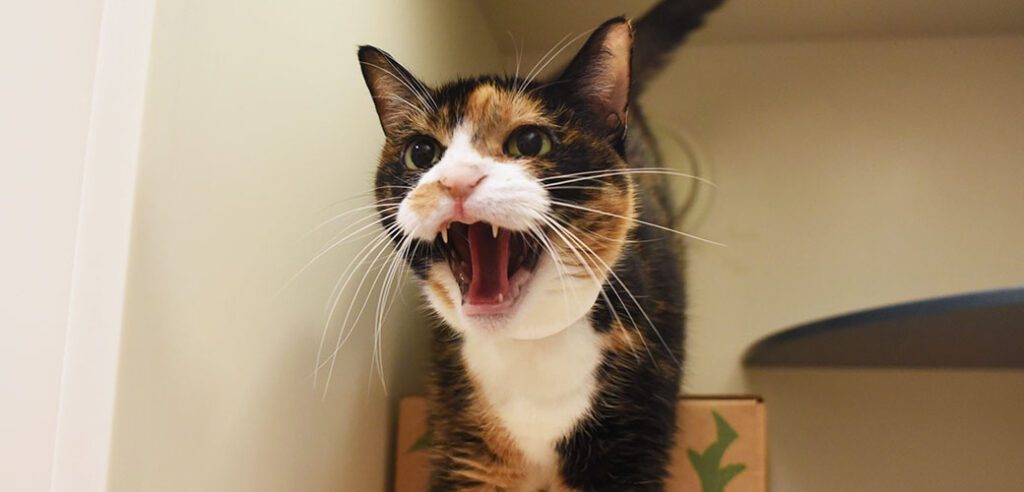 Mood Swings: Understanding Cat Aggression