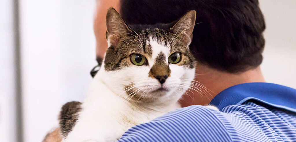 Understanding Your Senior Cat: Behavior and Memory Changes