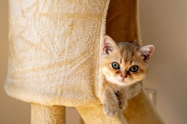 Indoor Adventures: Safe Fun for Indoor Cats