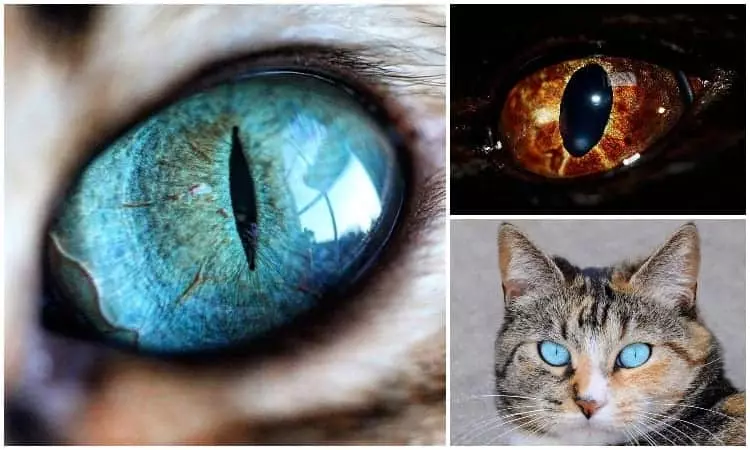 Cats and Their Very Unique Eyes