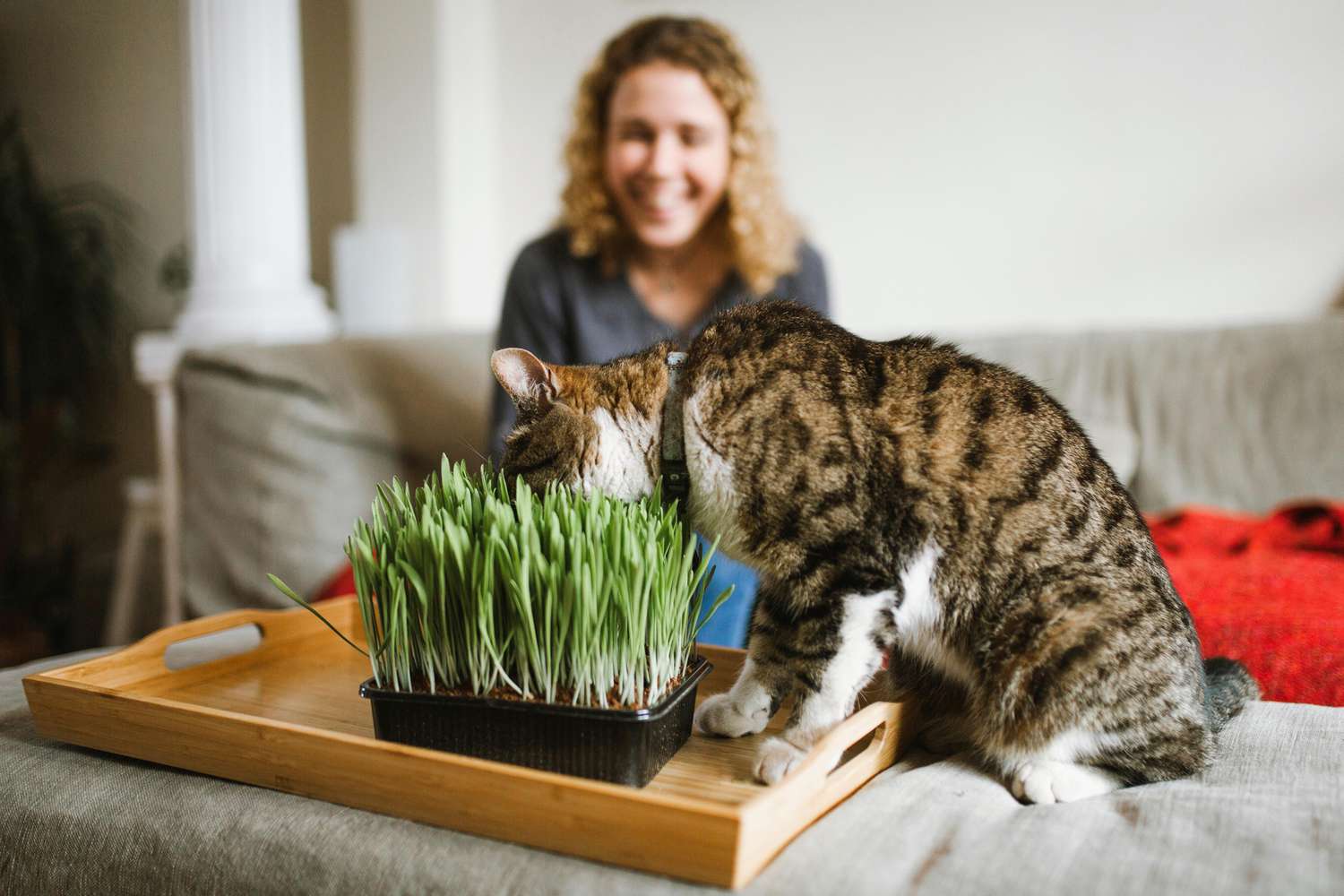 Grass Gourmets: Why Cats Love to Eat Grass