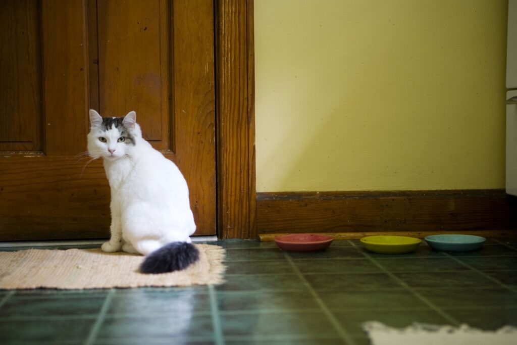 No More Rug Mess! Stop Cats from Pooping on Your Rugs