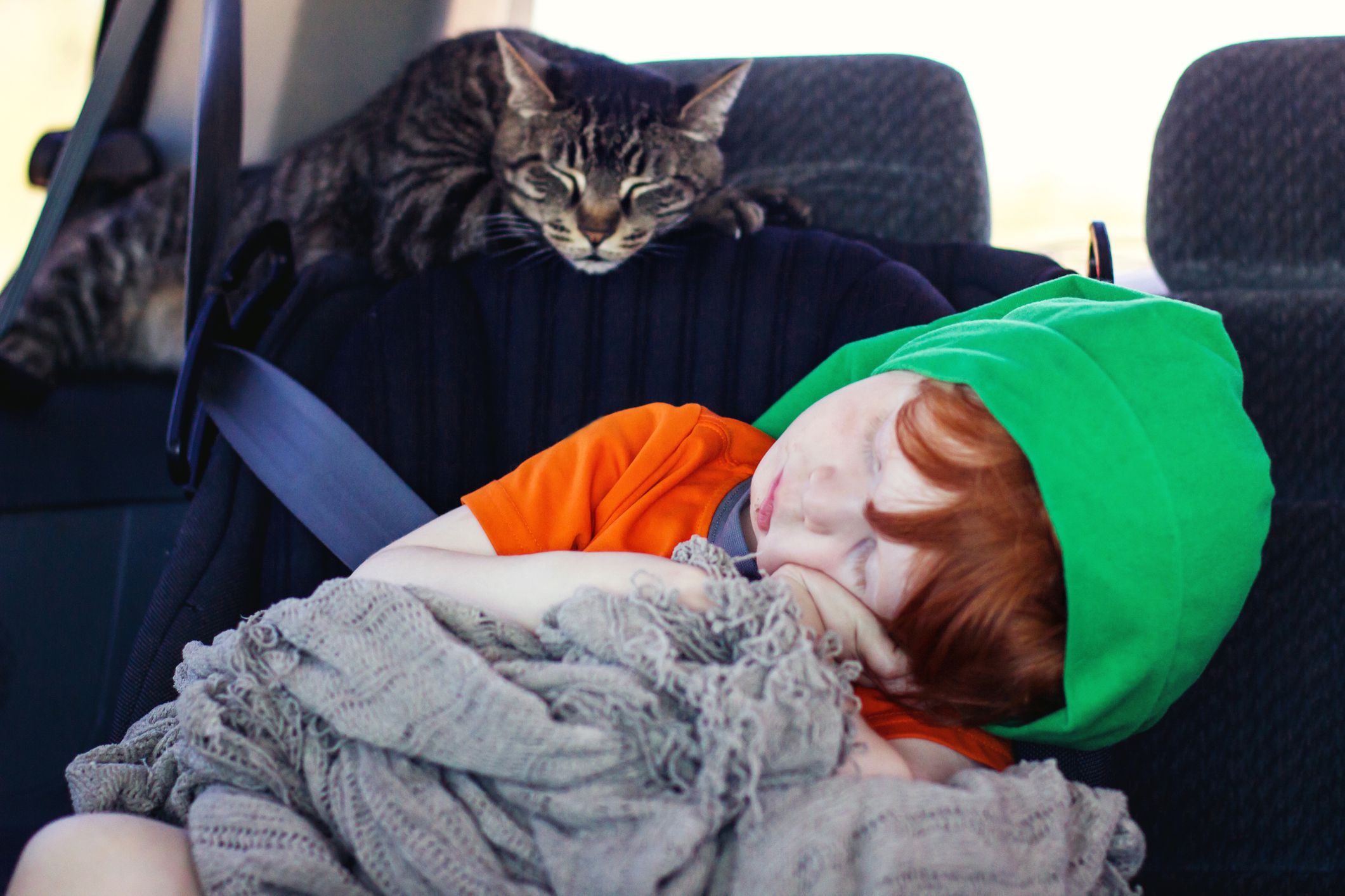 8 Tips to Make Traveling with Cats Much Easier