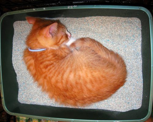 Cat Nap in the Box? Why Your Kitty Sleeps in Their Litter Box