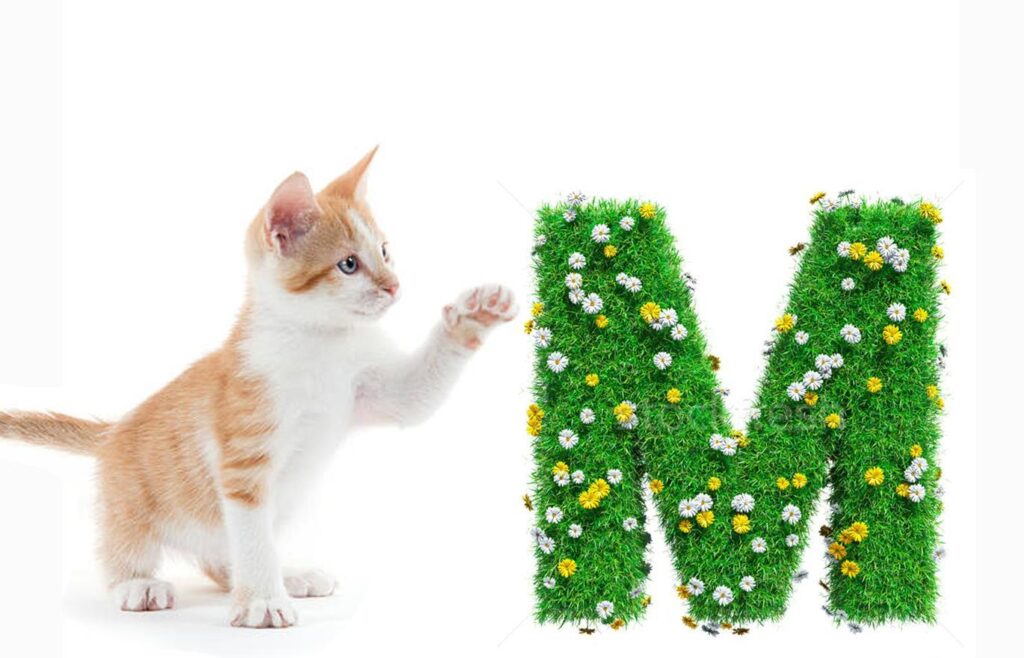 Cat Names That Start with M-Wildcreaturey
