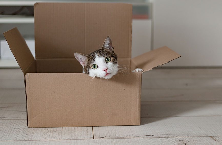 Boxy Delights: Cats' Love for Boxes