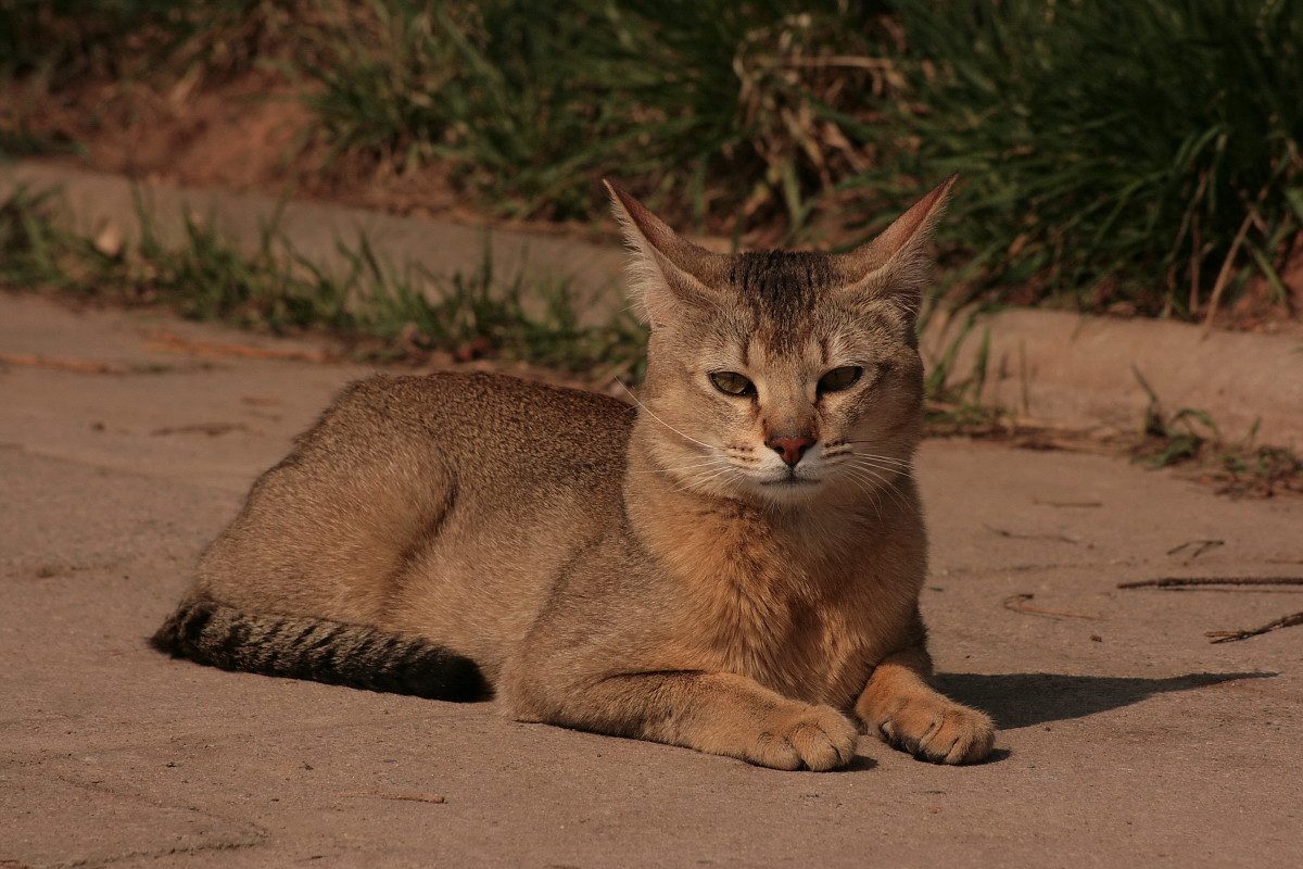 Chausie Cats: Jungle Vibes in a Home Setting