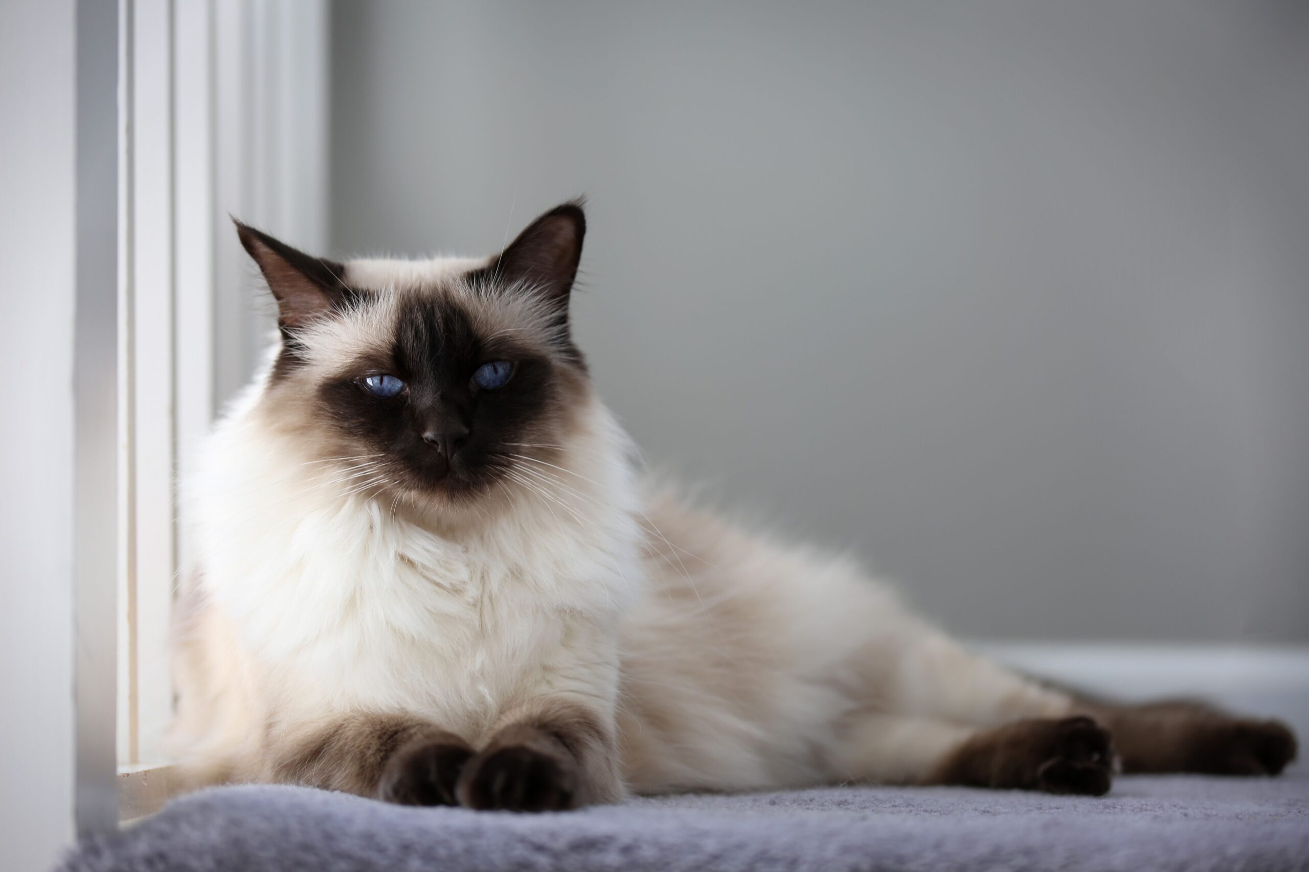 Sneeze-Free Joy: Best Cat Breeds for Allergy Sufferers