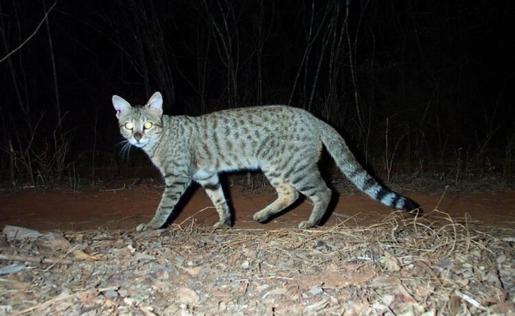 Mystery of the Wild: What is a Feral Cat?