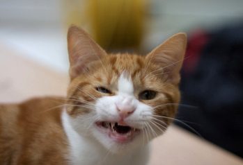 Flehmen Fun: What's That Funny Face Your Cat Makes?