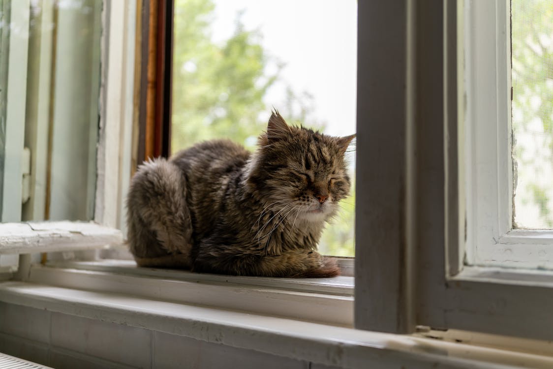 free-photo-of-a-cat-sitting-in-the-window
