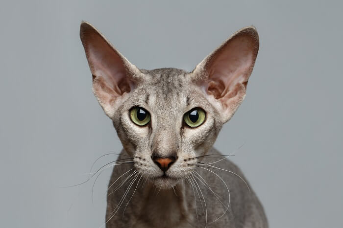 Peterbald Perfection: Unraveling the Cat Breed's Traits & Care