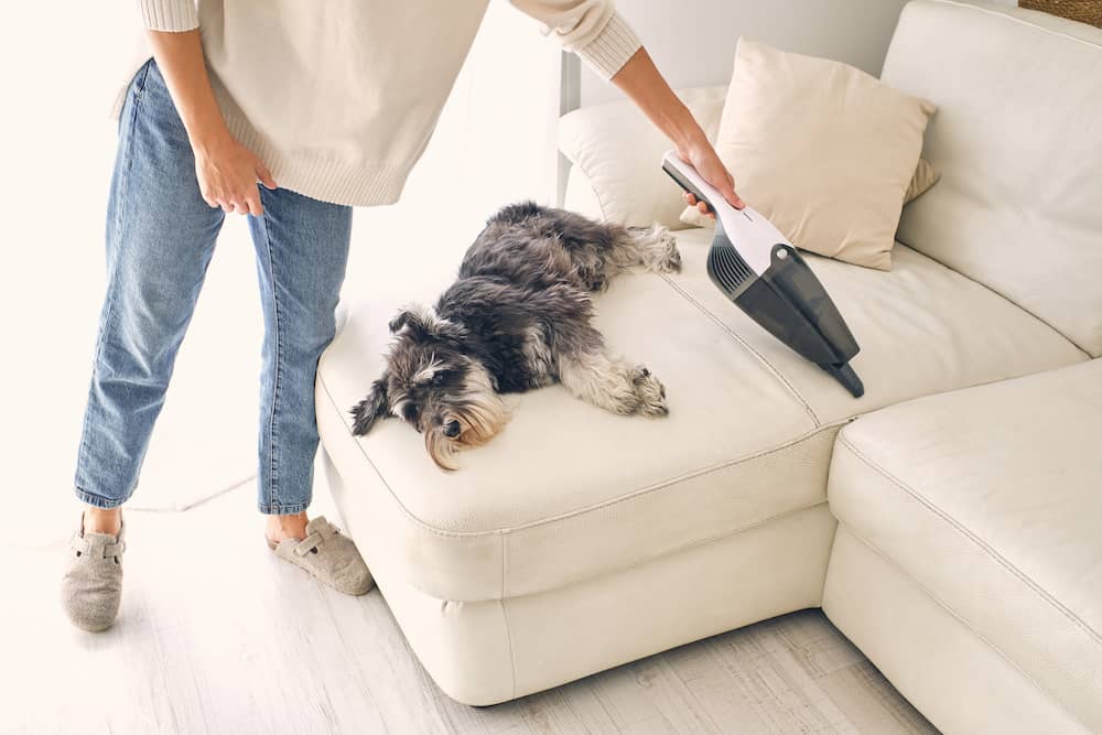 house-cleaning-with-dogs-and-cats