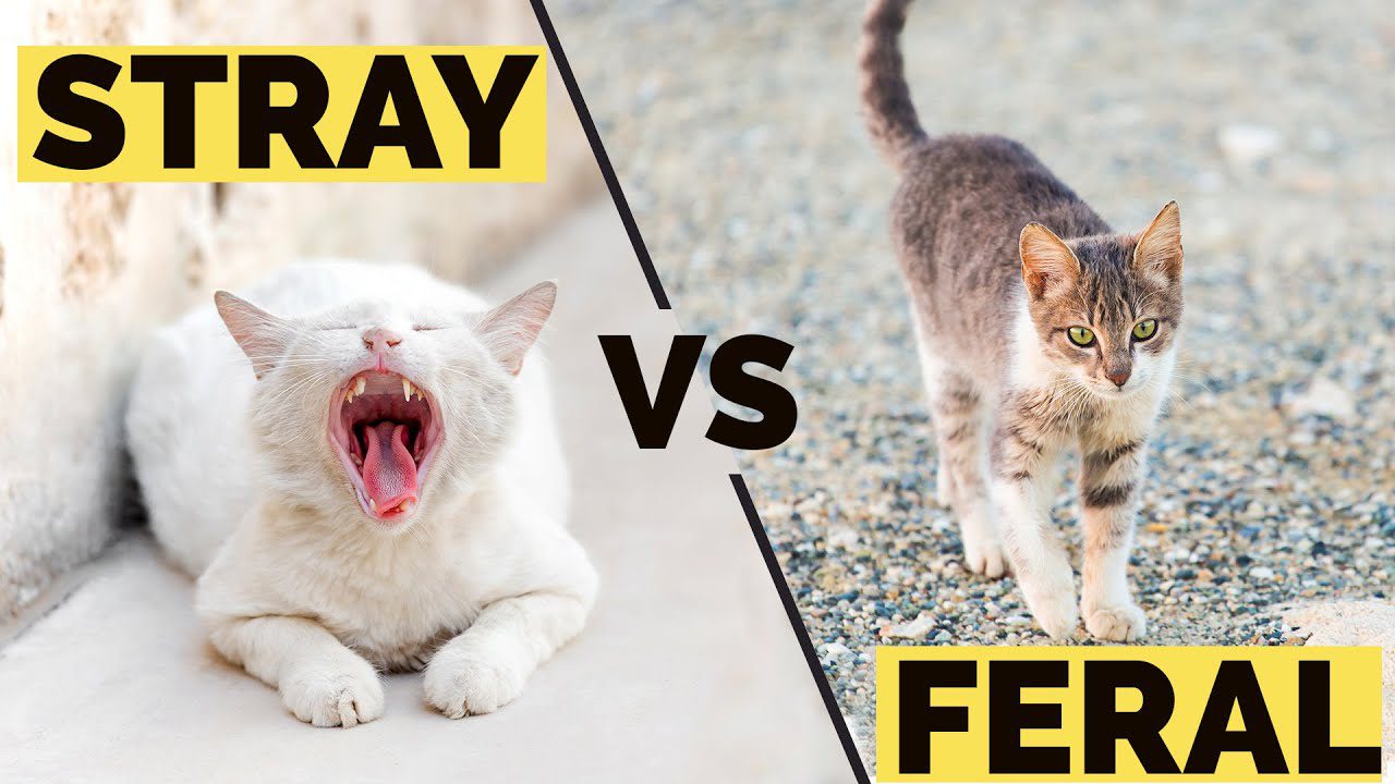 Video Thumbnail: How Do Feral Cats Differ From Stray Cats? | Can Ferals Or Strays Be Adopted?