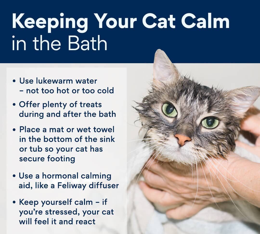 How to Give Your Kitten a Bath-WildCreaturey