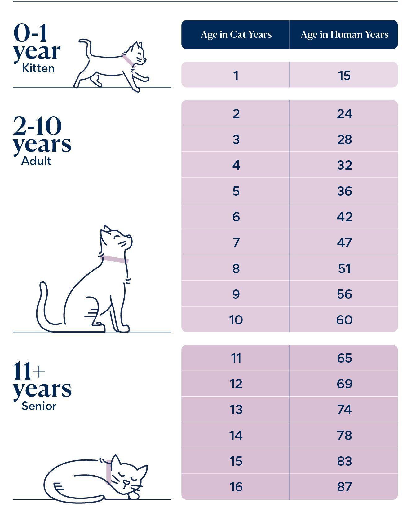 Convert Your Cat's Age to Human Years
