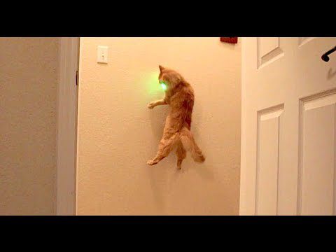 Laser Chase: Cats Dazzling Dance