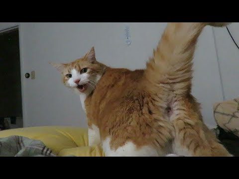 The Quirky Cat Butt Show!