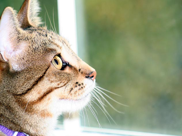 Should You Allow Your Indoor Cat to Go Outside?